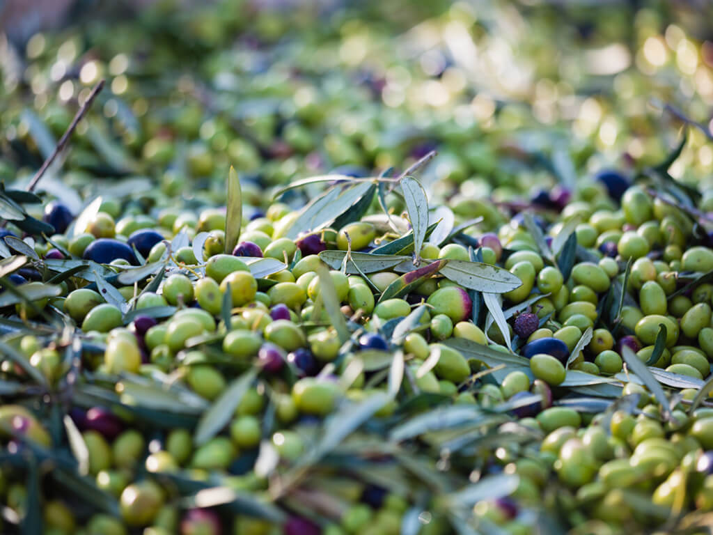 The Olive Kingdom workshop